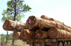 Illegal Transport:  Truck carrying Wooden Logs seized
